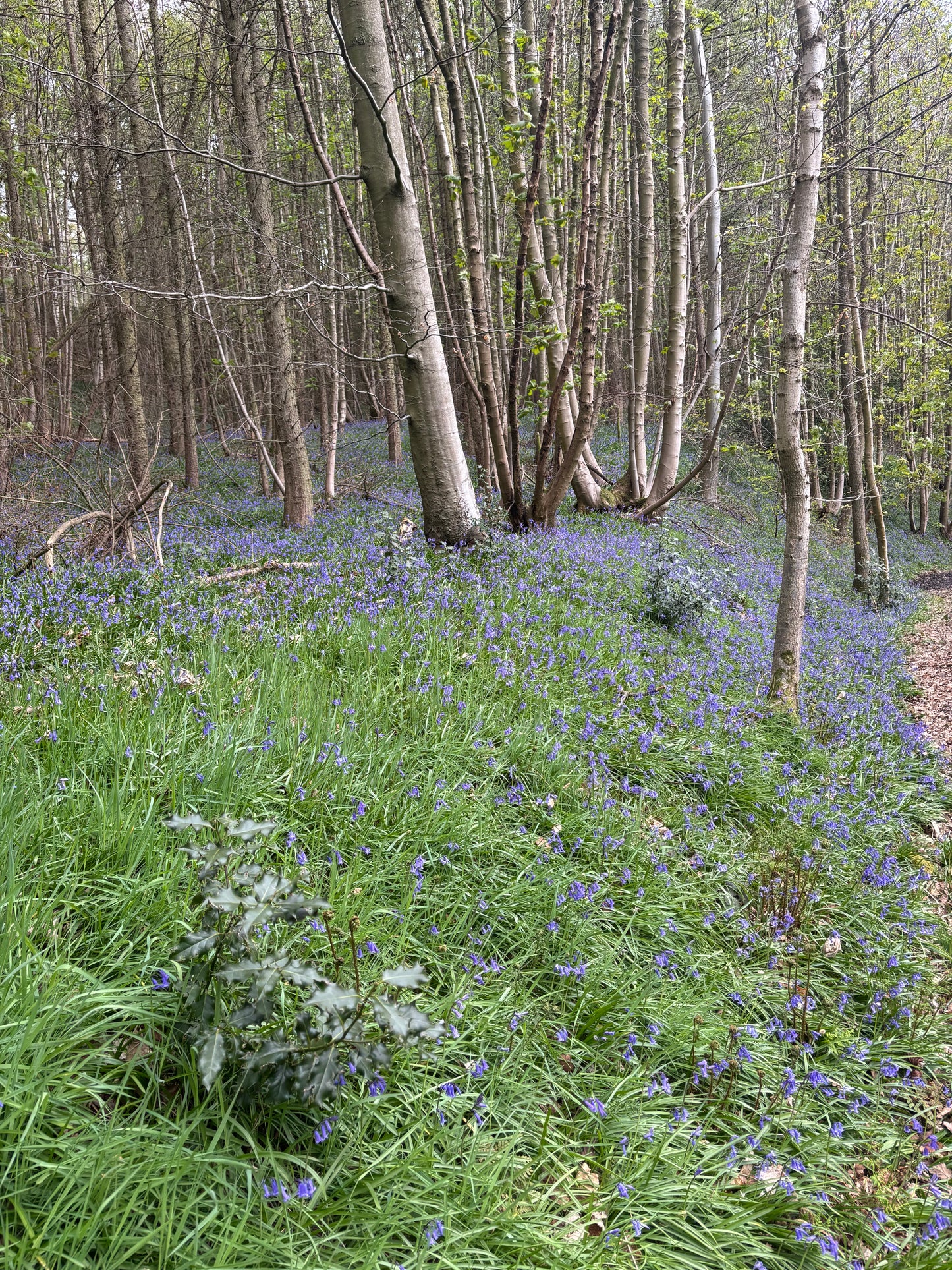 Twilight Hike Club 3 - North Yorkshire
