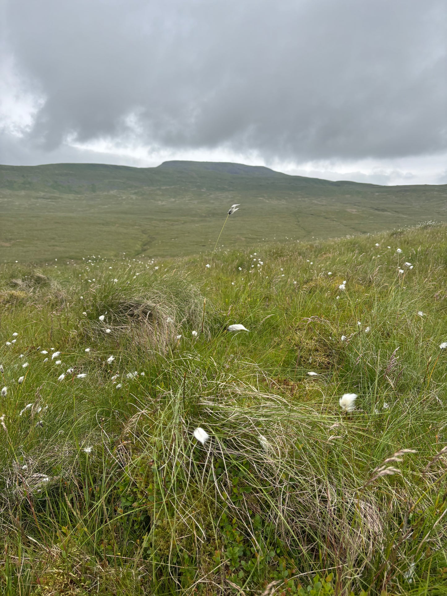Ingleborough - Hike Club 11